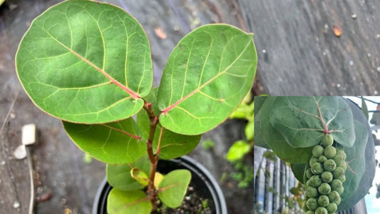 Seagrape Live Sapling – 18 Inch – Coccoloba uvifera – Organic