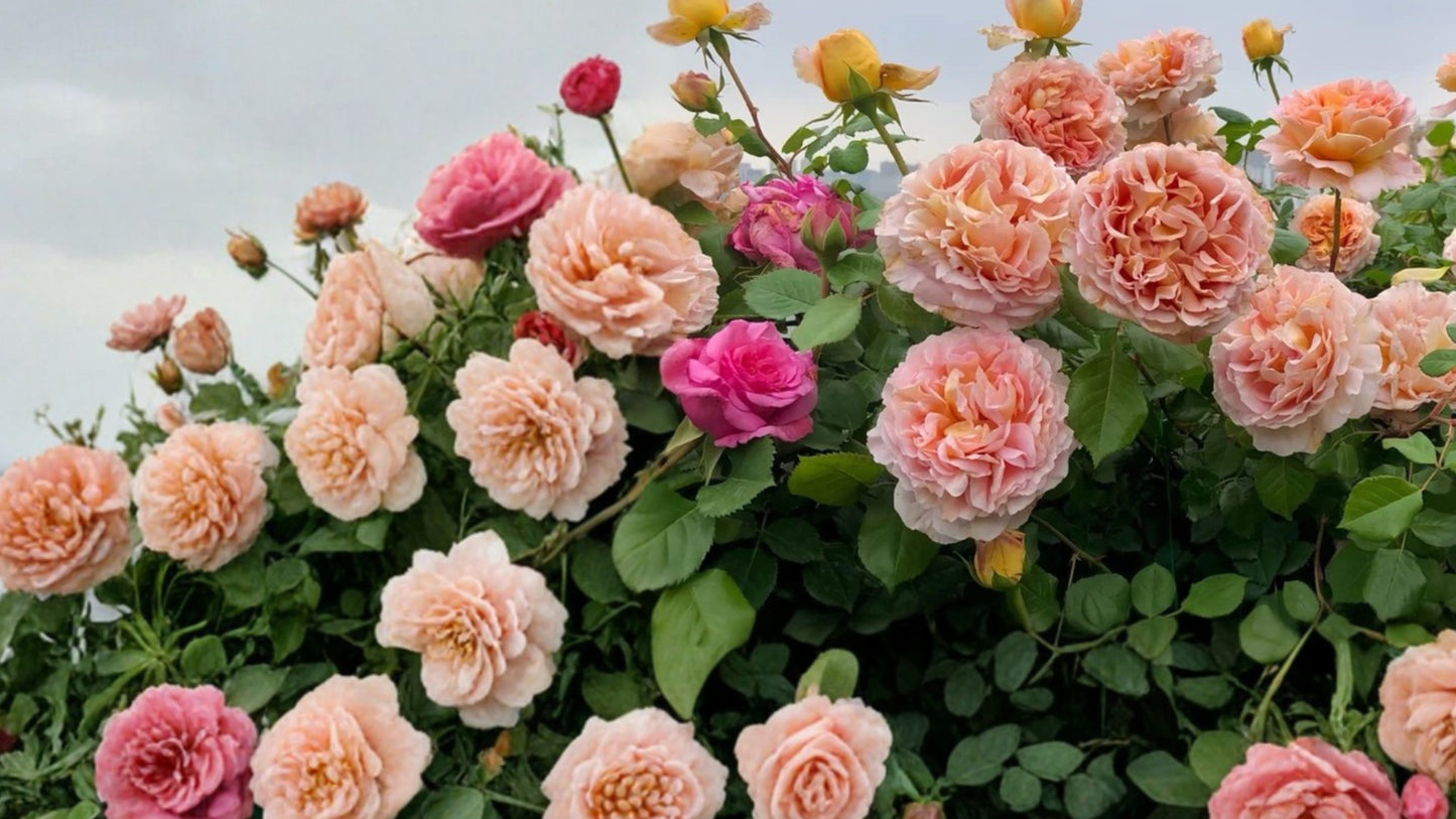 Abraham Darby English Rose Live Starter Plant 4-6 in – Rosa