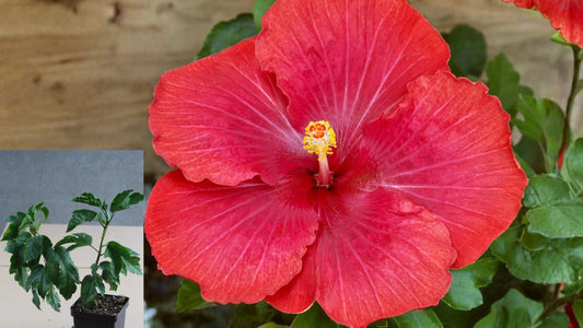Hot to Trot Tropical Hibiscus Live Plant – 4.5-Inch Pot