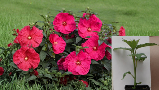 Summer in Paradise Hardy Hibiscus Live Plant – 2.5 Inch Pot