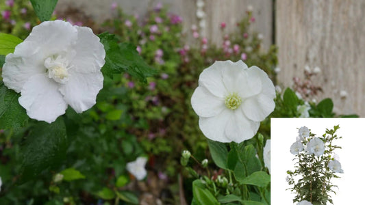 2 Gal. White Pillar Rose of Sharon Plant – Hibiscus syriacus