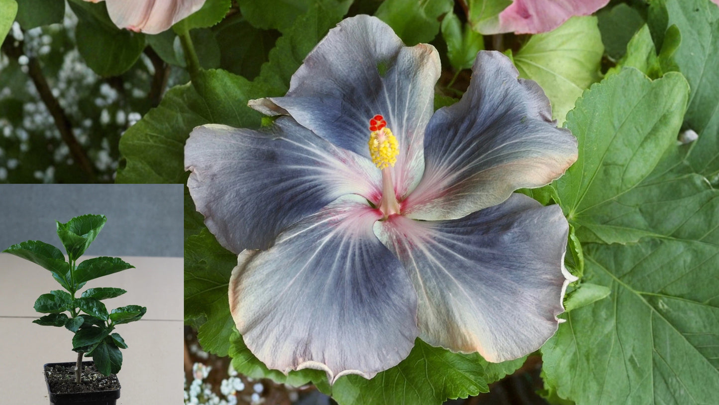 Barbara's Bella Tropical Hibiscus Live Plant – Hibiscus rosa-sinensis
