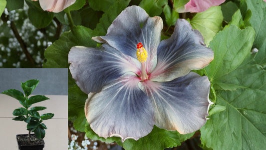 Barbara's Bella Tropical Hibiscus Live Plant – Hibiscus rosa-sinensis