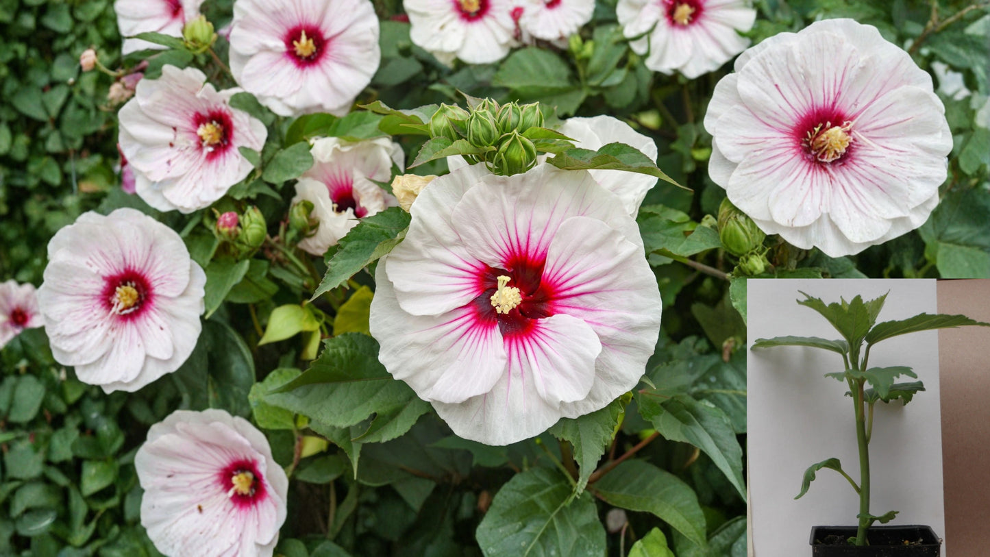 Angel Eyes Hardy Hibiscus Live Plant – 2.5" Pot – Pink Flowers