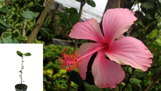 Anderson Crepe Tropical Heirloom Hibiscus Live Plant