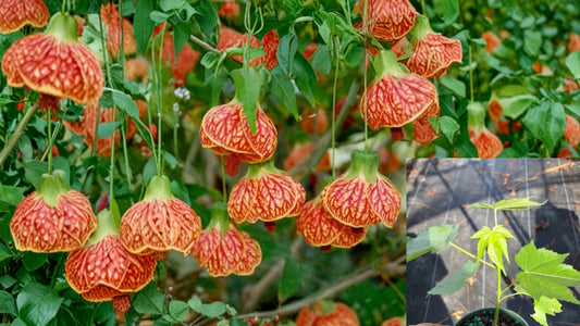 Abutilon Orange Tiger Live Plant – 4–6 Inch Tall, Bare Root