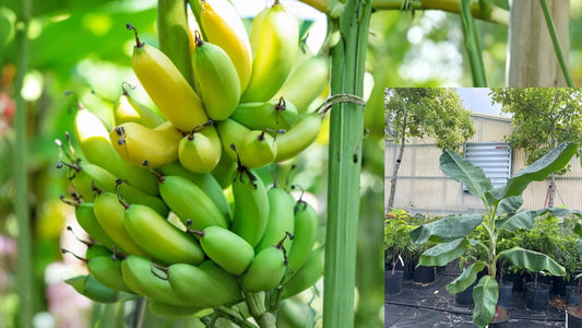 Gran Nain Banana Tree Starter Plug Live Plant – Musa acuminata 'Gran Nain'