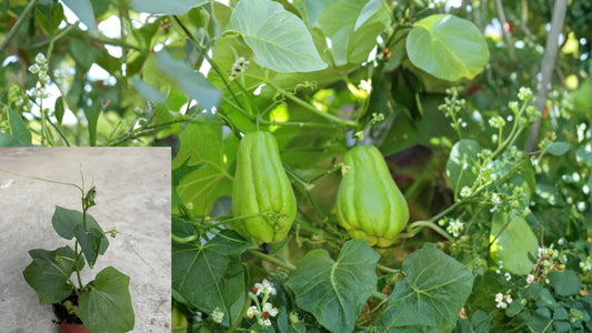 Chayote Live Plant – 10 Inch Ready-to-Plant – Sechium edule