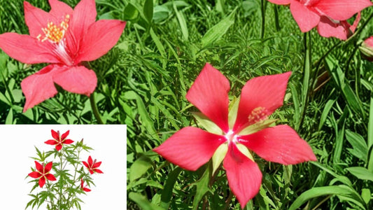 2 Gal. Texas Star Hibiscus Live Plant with Large Red Flowers – Hibiscus coccineus