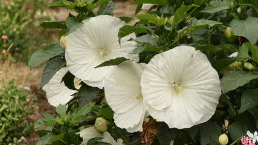 Marshmallow Moon Bush Hibiscus Live Plant 3 Inch Pot – Hibiscus