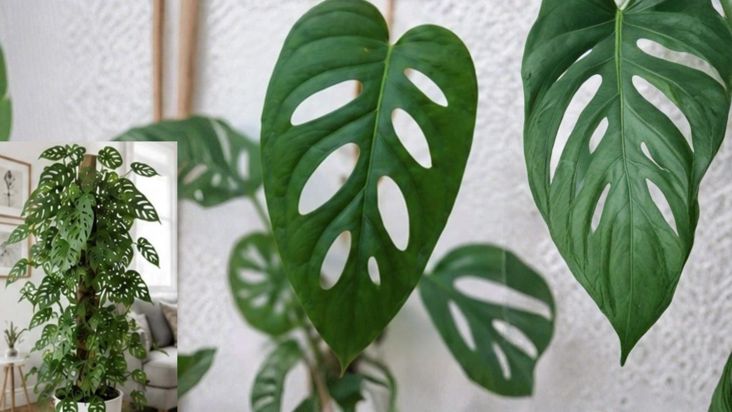 Swiss Cheese Plant Live – 12 Inch Tall – 4" Pot – Monstera adansonii