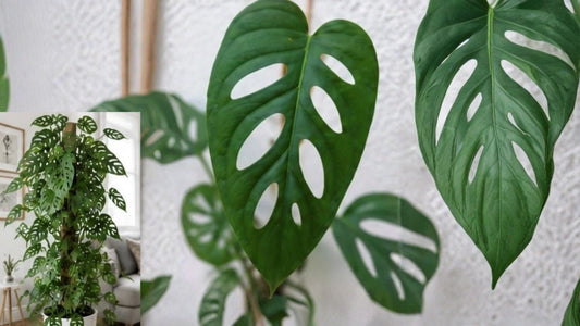 Swiss Cheese Plant Live – 12 Inch Tall – 4" Pot – Monstera adansonii
