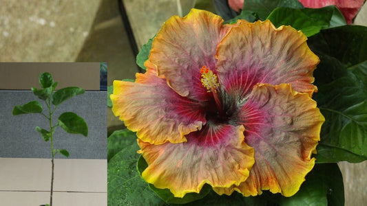 Tahitian Rainbow Runner Tropical Hibiscus Live Plant – 4.5-Inch Pot