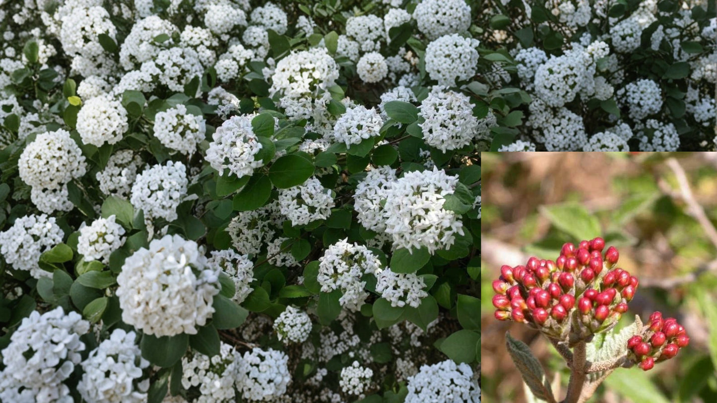 Koreanspice Viburnum Live Plant 1 Gallon Pot – Viburnum carlesii