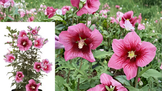 2 Gal. Red Pillar Rose of Sharon Plant – Hibiscus syriacus
