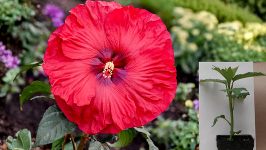 Valentine's Crush Hardy Hibiscus Live Plant – 2.5" Pot – Big Flowers