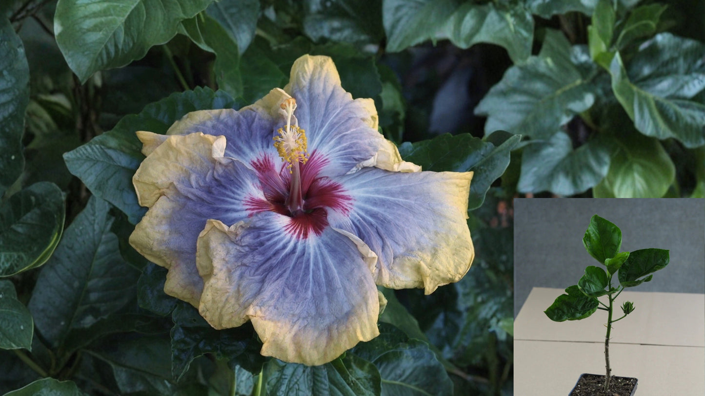Serenity Tropical Hibiscus Live Plant – 4.5-Inch Pot