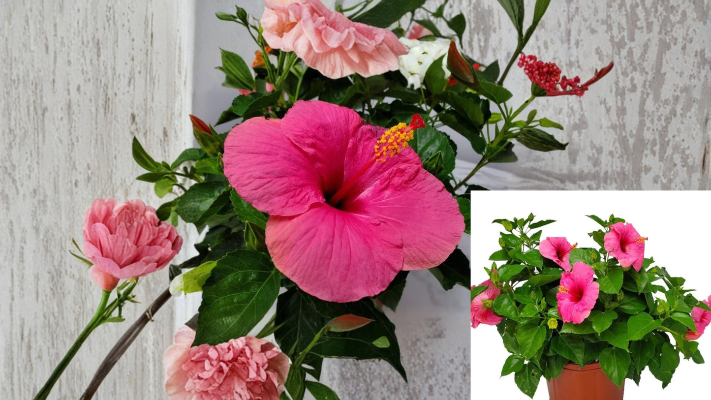 Pink Hibiscus Live Plant – 1 Gallon Pot – Flowering Shrub