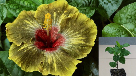 Moorea Drama Tropical Hibiscus Live Plant – 4.5 Inch Pot