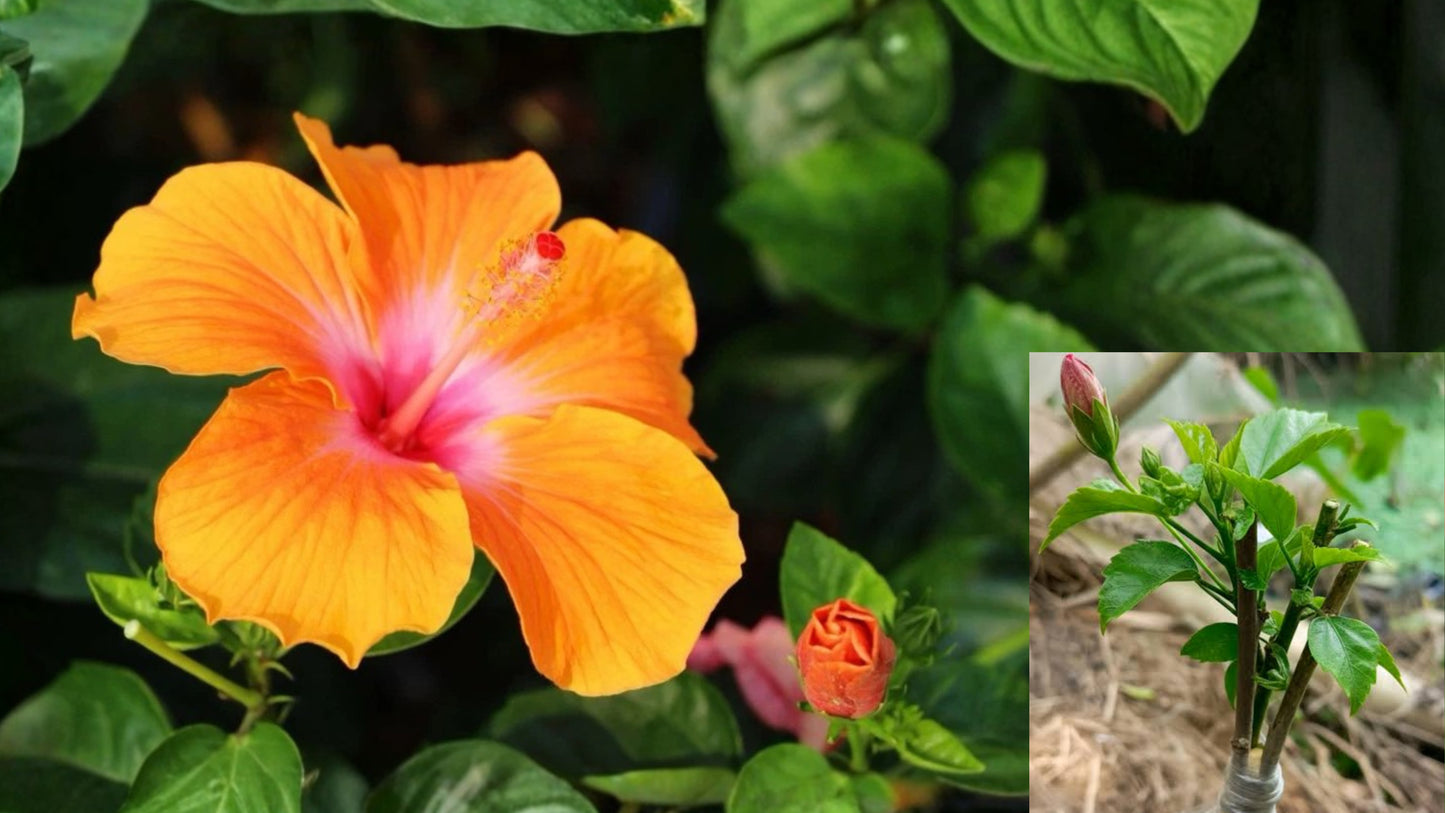 Madagascar Hibiscus Starter Cutting – Live Tropical Hibiscus