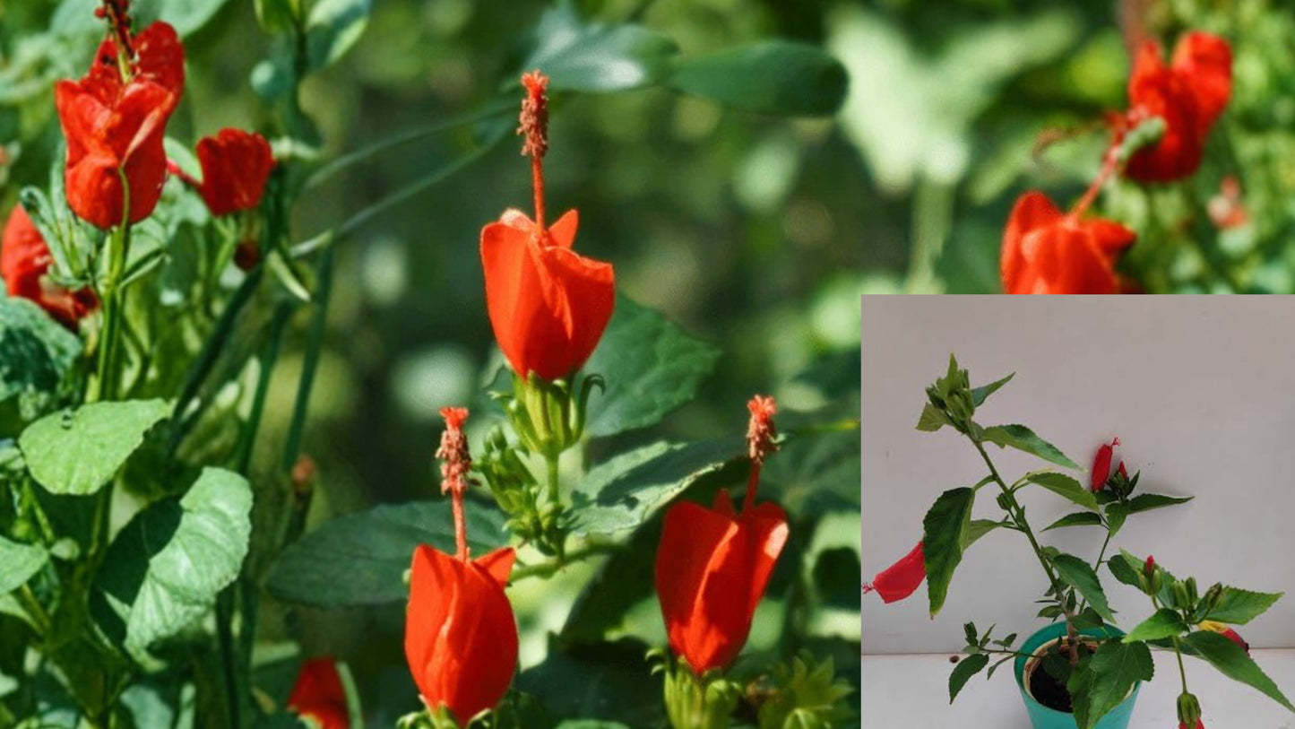 Turk's Cap 2 Rooted Starter Plants – Red Flowering Hibiscus
