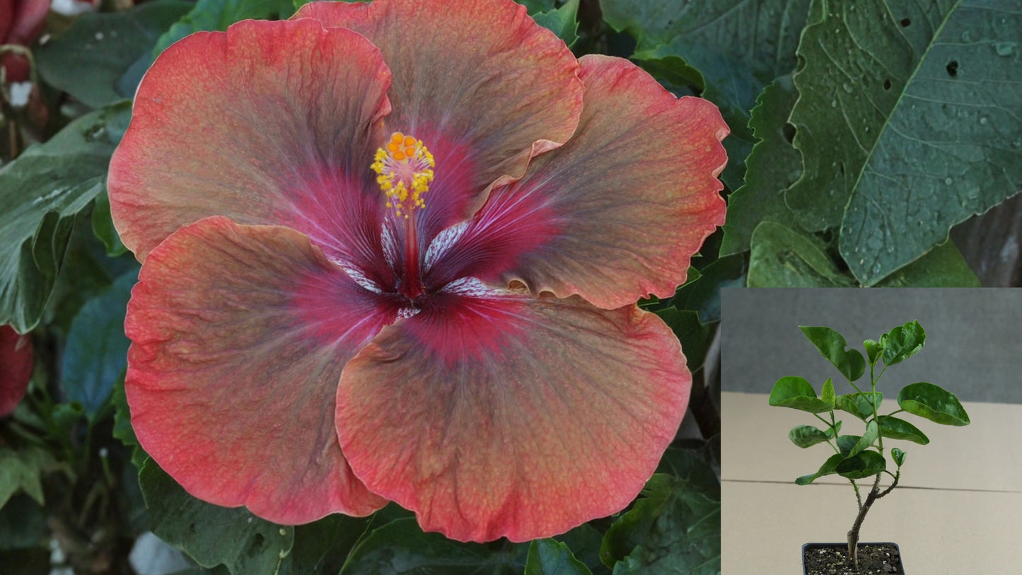 Tahitian Glamorous Passion Tropical Hibiscus Live Plant – 4.5-Inch Pot