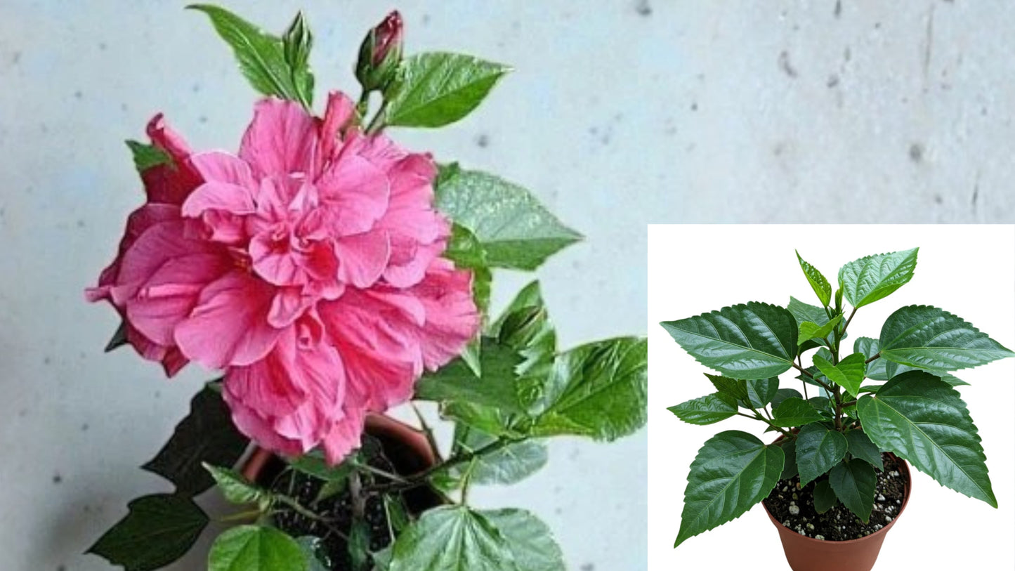 Kona Hibiscus Live Plant 6–8 Inch Tall – Hibiscus rosa-sinensis Hybrid