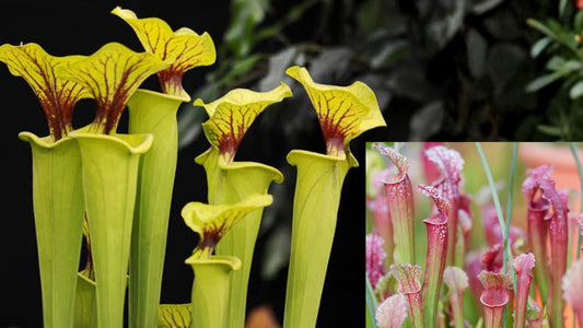 Sarracenia Live Pitcher Plant – Carnivorous Beginner-Friendly Plant