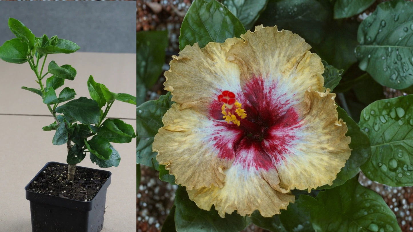 Georgetown Flash Hazard Tropical Hibiscus – 4.5" Pot – Hibiscus rosa-sinensis