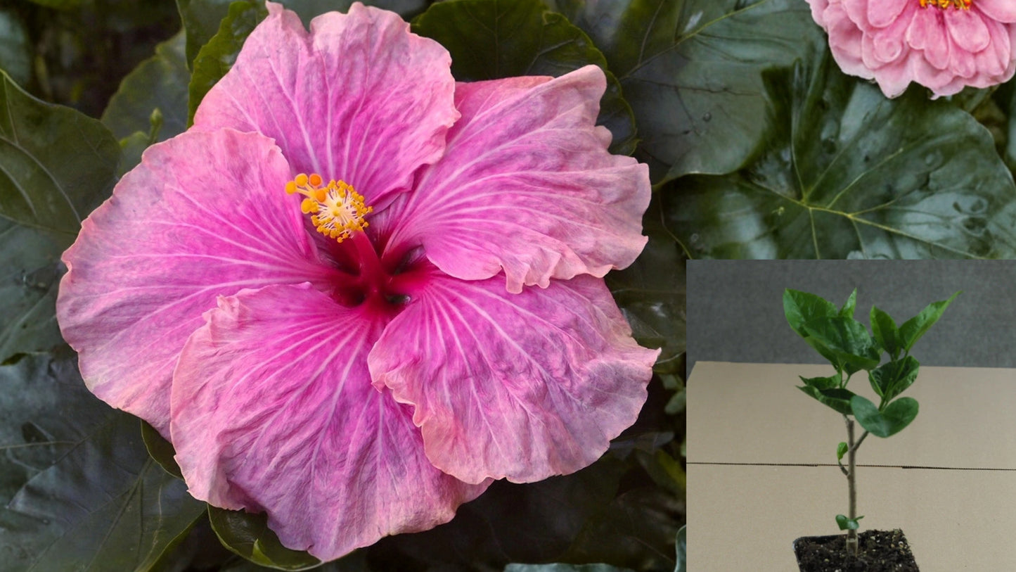 Desire Tropical Hibiscus Live Plant – 4.5-Inch Pot