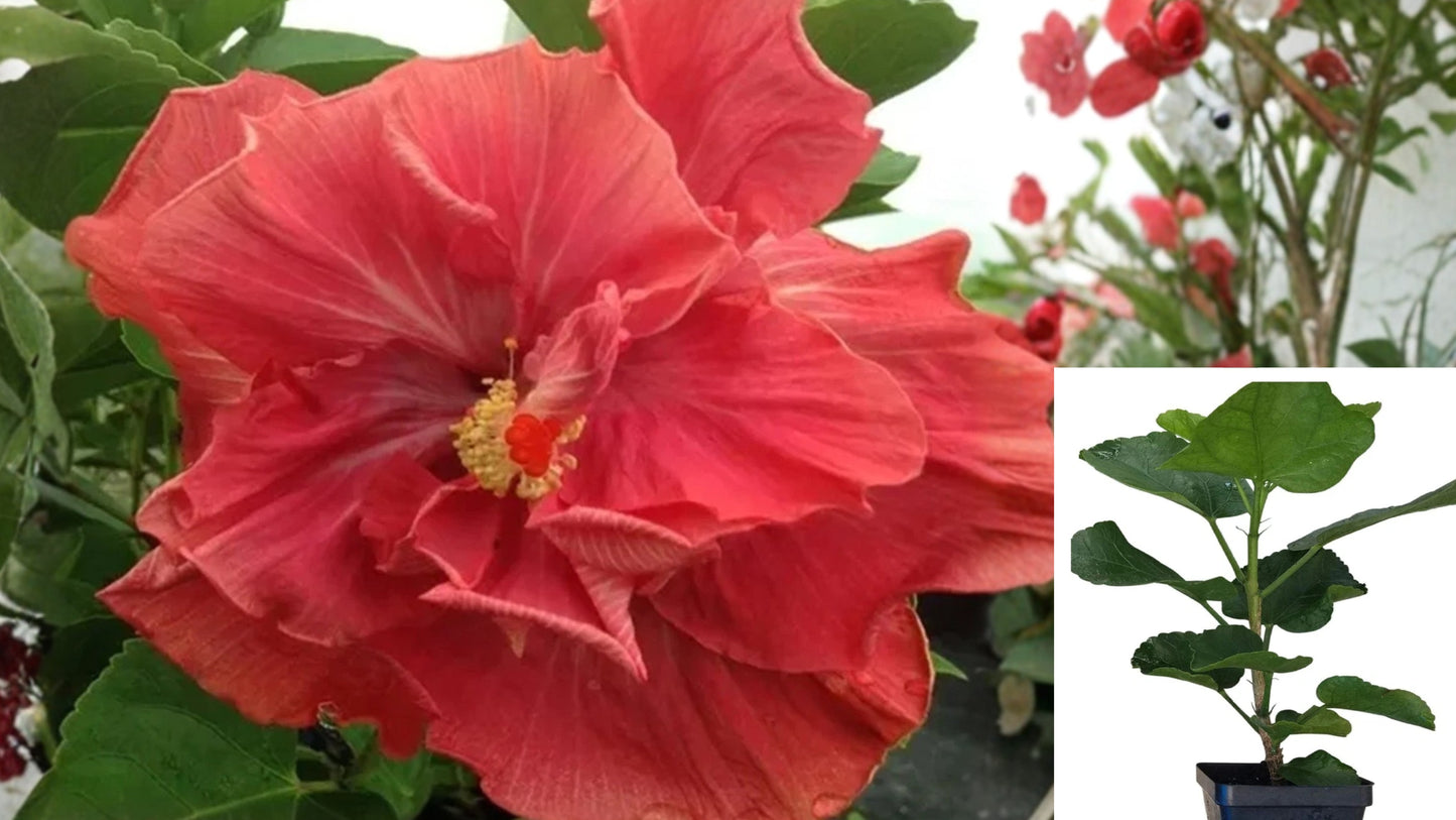 Cajun Color Rum Rascal Hibiscus Starter Plant – 4 Inch Pot