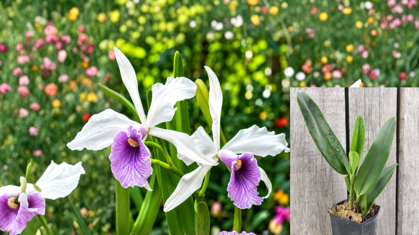 Laelia purpurata coerulea Live Orchid Plant – Laelia purpurata var. coerulea