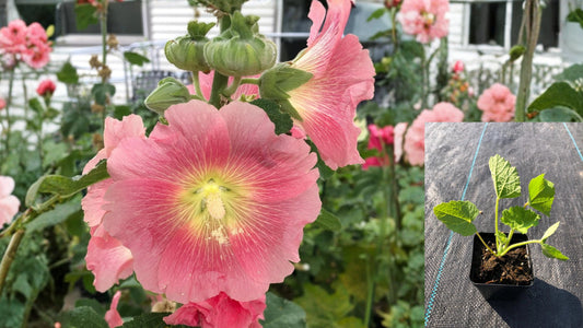 Hollyhock Live Flower Seedlings 5–12 In Tall – Alcea rosea