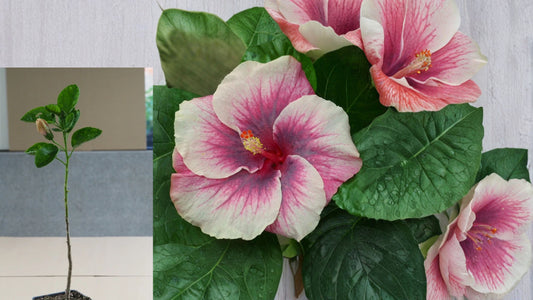 Caribbean Rainbow Princess Tropical Hibiscus Live Plant – 4.5-Inch Pot