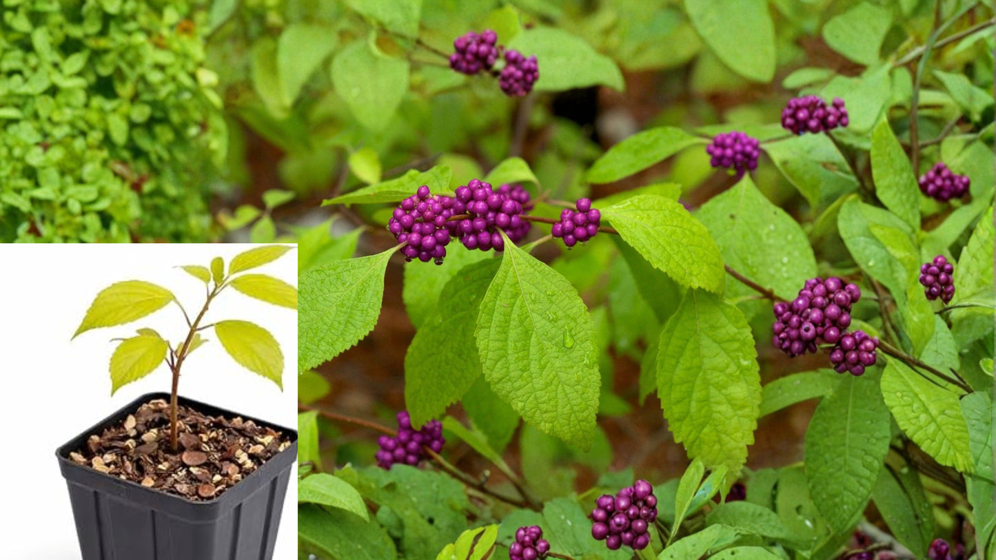 American Beautyberry Live Plant 3.5 Inch Pot – Callicarpa americana
