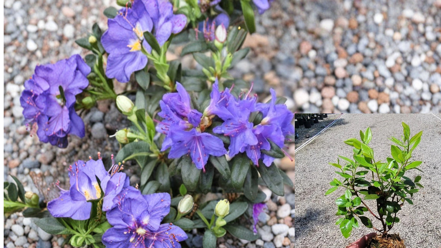 Blue Baron Rhododendron Starter Live Plant – Rhododendron 'Blue Baron'