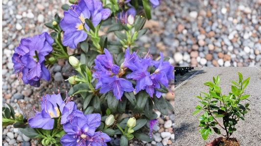 Blue Baron Rhododendron Starter Live Plant – Rhododendron 'Blue Baron'