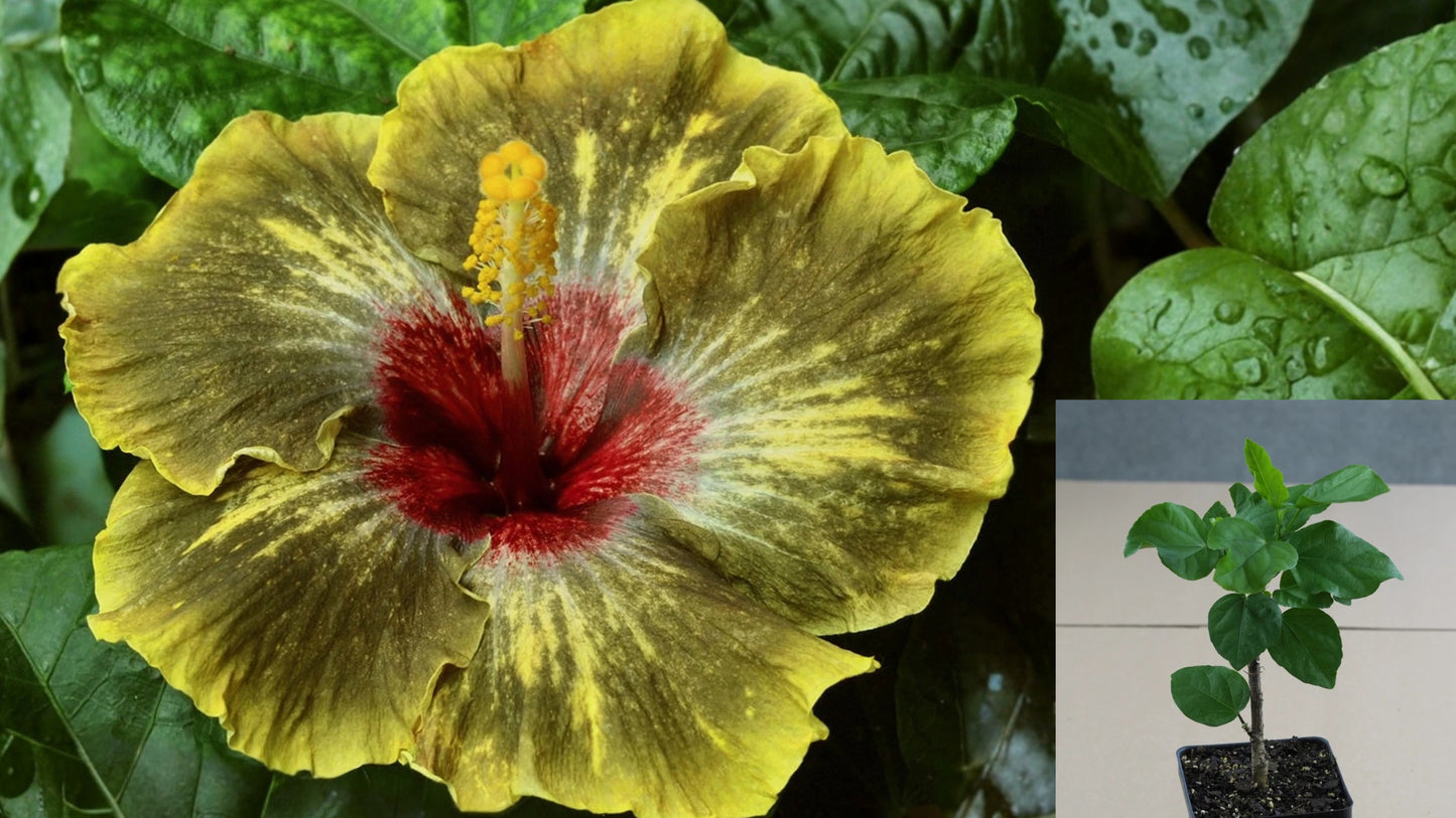 JMMA Two Brothers Tropical Hibiscus Live Plant – 4.5 Inch Pot
