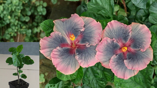 Sweet Persuasion Tropical Hibiscus – 4.5" Pot – Hibiscus rosa-sinensis