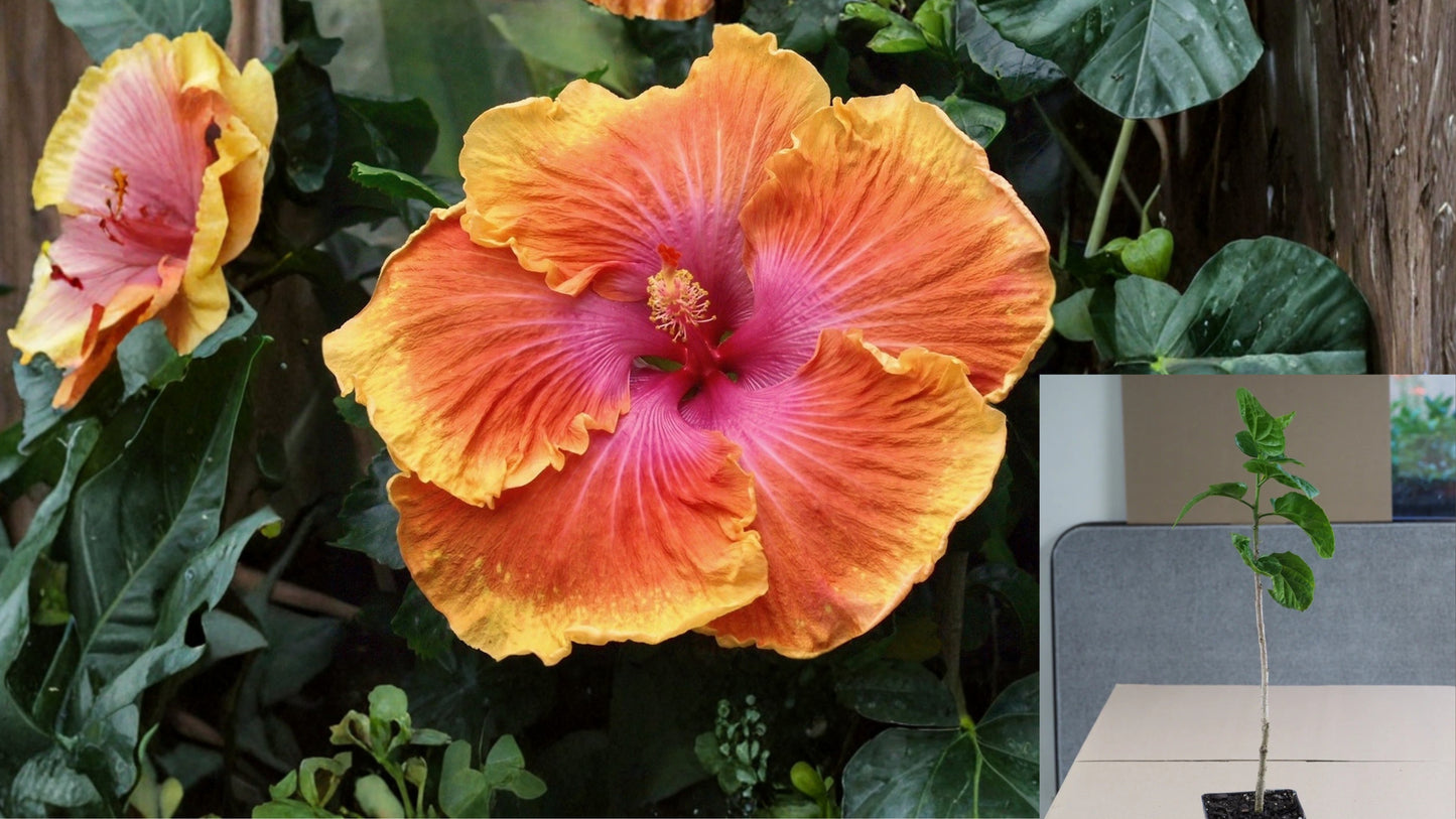 Bridal Path Tropical Hibiscus Live Plant – 4.5 Inch Pot