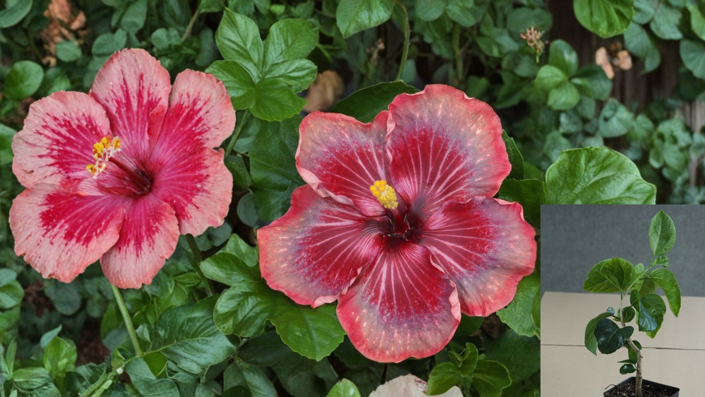 Zeak Tammy Jayne Tropical Hibiscus Live Plant – 4.5-Inch Pot
