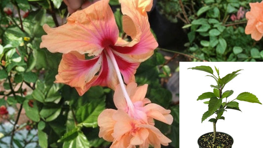 Peach Orange Lion's Tail Tropical Hibiscus Live Plant – Hibiscus