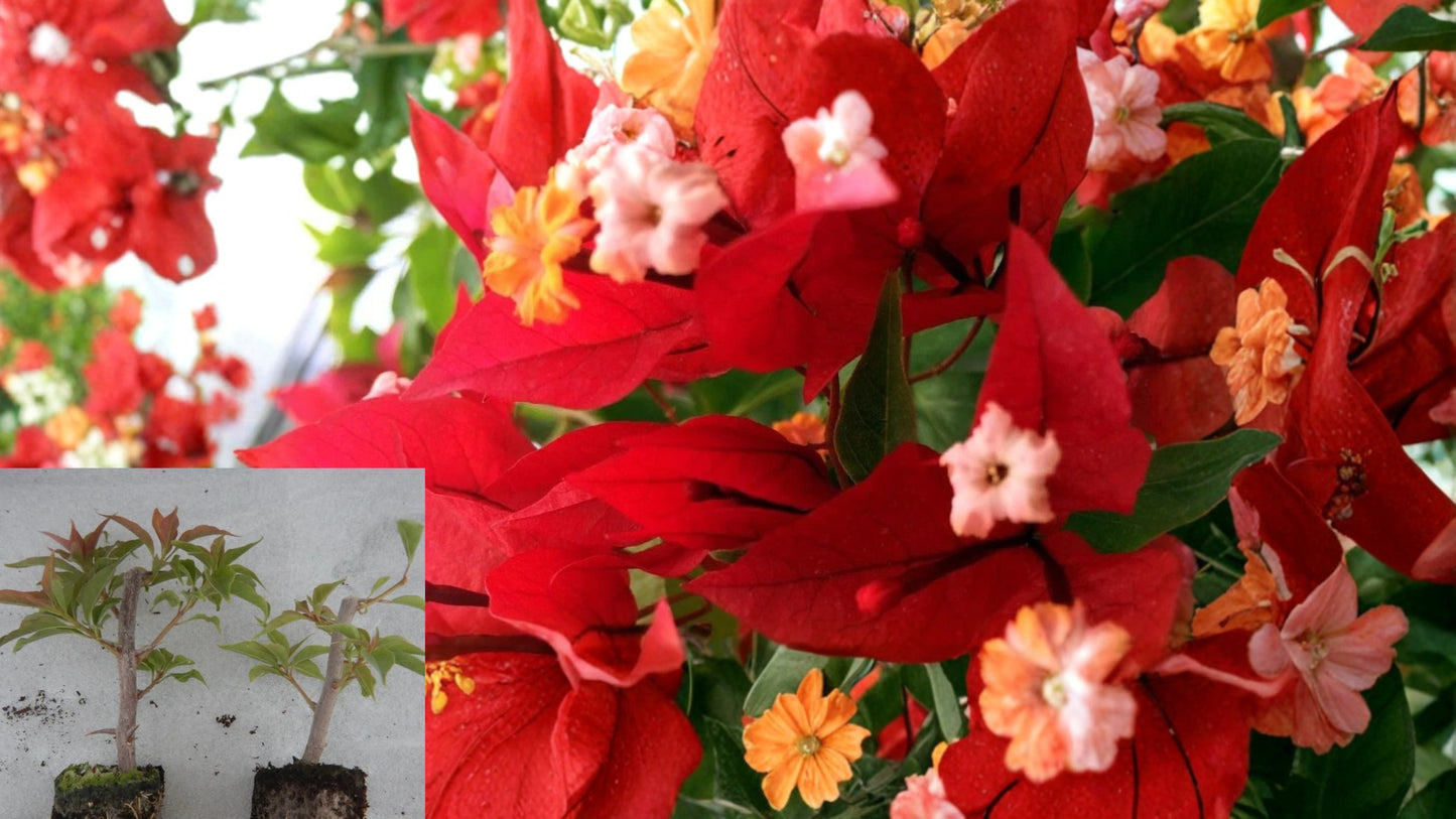 Ruby Bougainvillea Live Plant – Well Rooted Starter Plug
