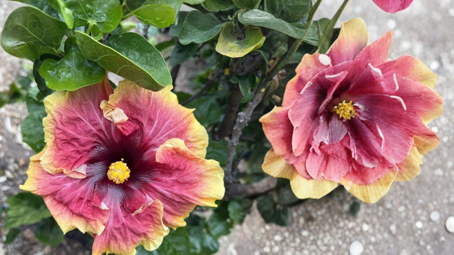 Bright Future Tropical Hibiscus – 1 Fresh Unrooted Cutting