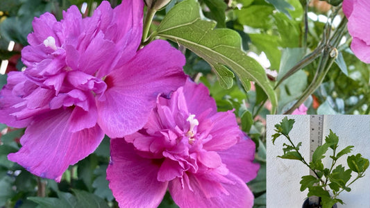 Double Magenta Rose of Sharon Live Plant – Hibiscus syriacus