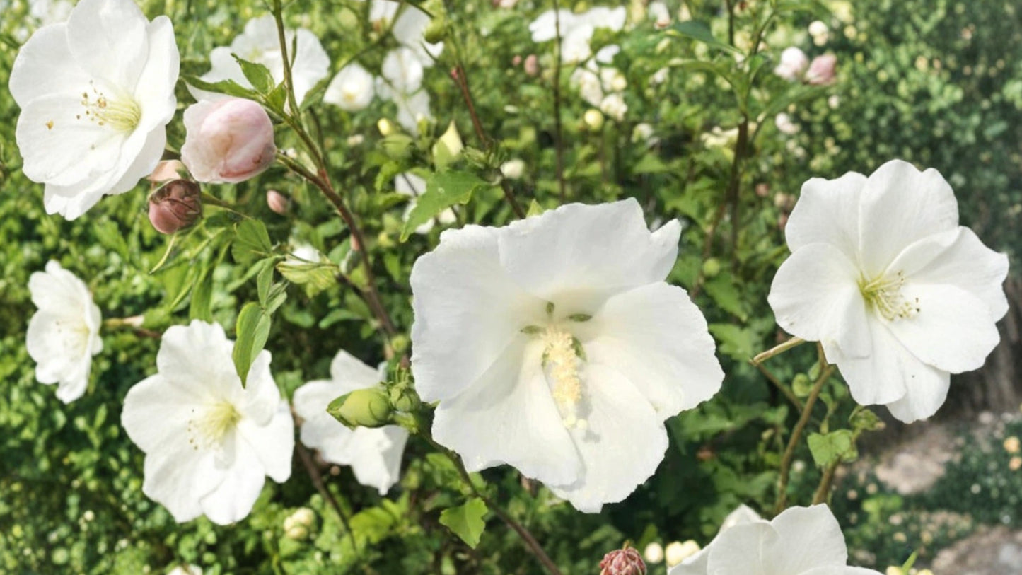 White Althea Rose of Sharon Live Plant – Quart Pot – Hibiscus syriacus