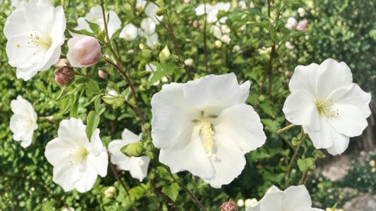 White Althea Rose of Sharon Live Plant – Quart Pot – Hibiscus syriacus