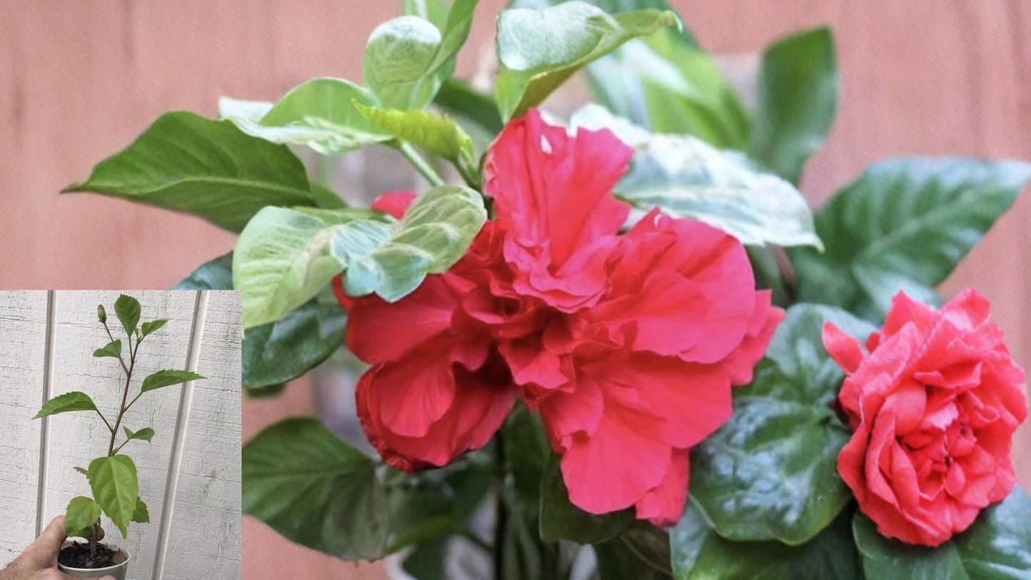 Double Red Tropical Hibiscus Live Plant – 10" x 14" – Hibiscus rosa-sinensis