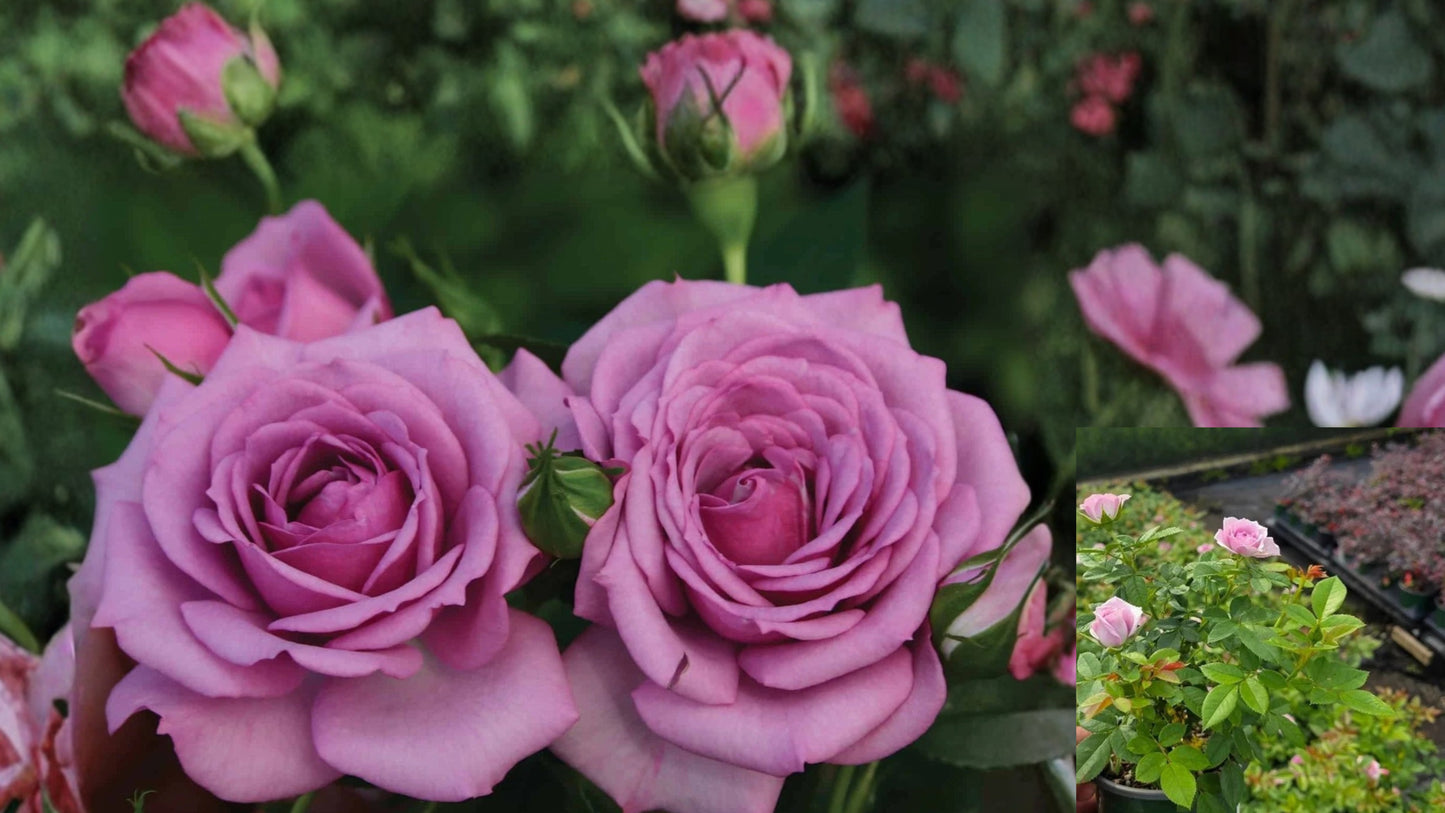 Lavender Veranda® Shrub Rose Live Plant – 1 QT – Repeat Blooms