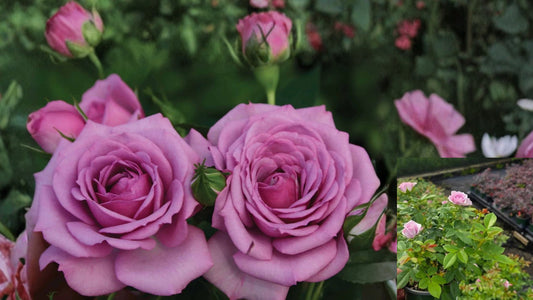 Lavender Veranda® Shrub Rose Live Plant – 1 QT – Repeat Blooms